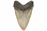 Massive Fossil Megalodon Tooth - North Carolina #235121-2